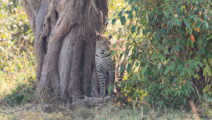 Re: Kenya juillet 2021 un nouveau safari de Samburu au Massai Mara en passant par Meru et Aberdare NP - Karen56