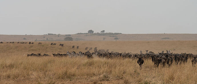 Re: Kenya juillet 2021 un nouveau safari de Samburu au Massai Mara en passant par Meru et Aberdare NP - Karen56