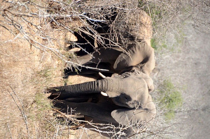 Re: Au paradis ! Compte rendu d'un voyage de 2 petites semaines en Afrique du Sud - L-argonnais Re: Au paradis ! Compte rendu d'un voyage de 2 petites semaines en Afrique du Sud - L-argonnais