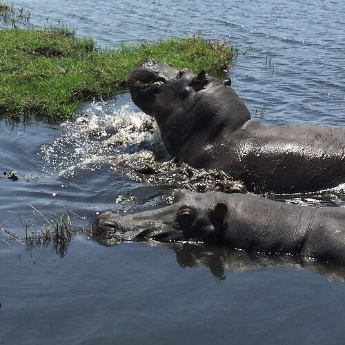 Re: NAMBOTSVIC Namibie- Botswana- Victoria Falls, 3 semaines magiques - PATOUTAILLE