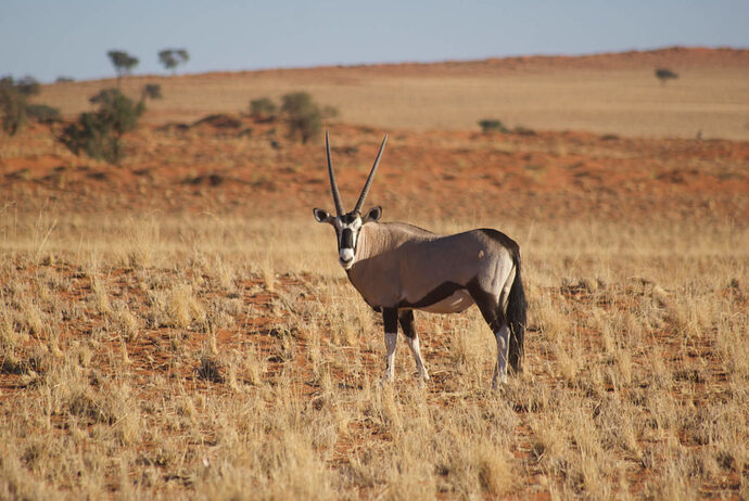 Namibie : exploration de la réserve Namibrand - Nicolas-Locque