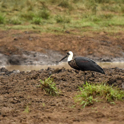 Re: Au paradis ! Compte rendu d'un voyage de 2 petites semaines en Afrique du Sud - L-argonnais Re: Au paradis ! Compte rendu d'un voyage de 2 petites semaines en Afrique du Sud - L-argonnais