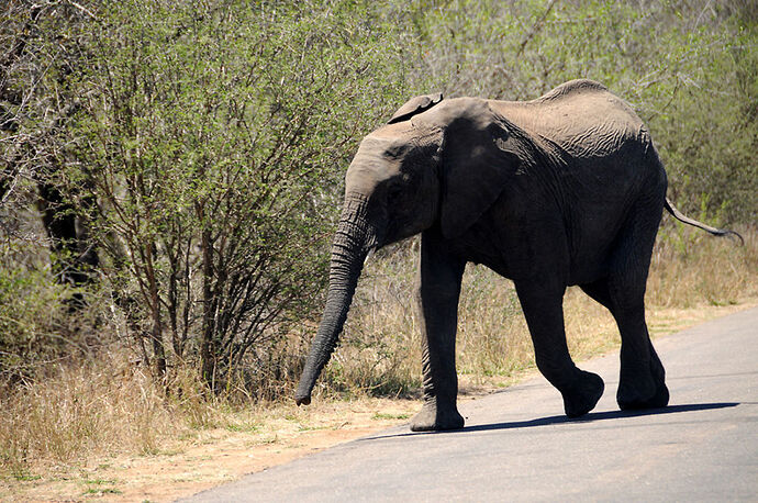 Re: Au paradis ! Compte rendu d'un voyage de 2 petites semaines en Afrique du Sud - L-argonnais Re: Au paradis ! Compte rendu d'un voyage de 2 petites semaines en Afrique du Sud - L-argonnais