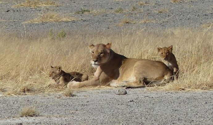 Re: 3 fabuleuses semaines Namibiennes- juillet 2021 - Patbillvoyage