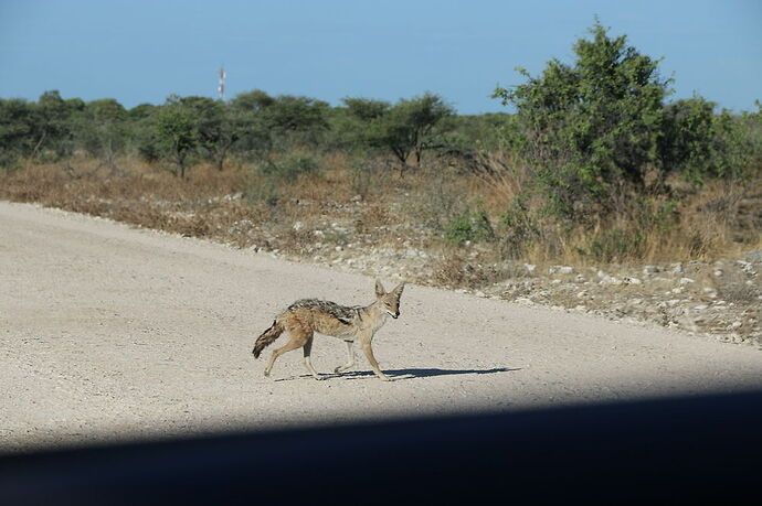 Re: La Namibie en mode tortue - Cathyves