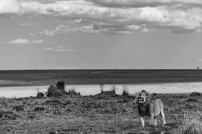 Re: Parenthèse enchantée au Masaï Mara chez Melting Pot Safaris - Mattsupertramp