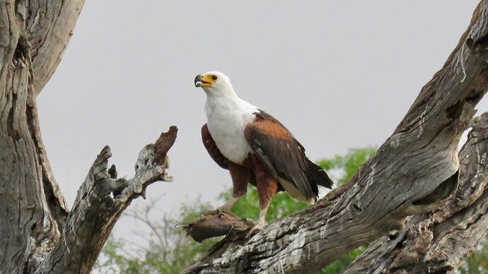 Re: NAMBOTSVIC Namibie- Botswana- Victoria Falls, 3 semaines magiques - PATOUTAILLE