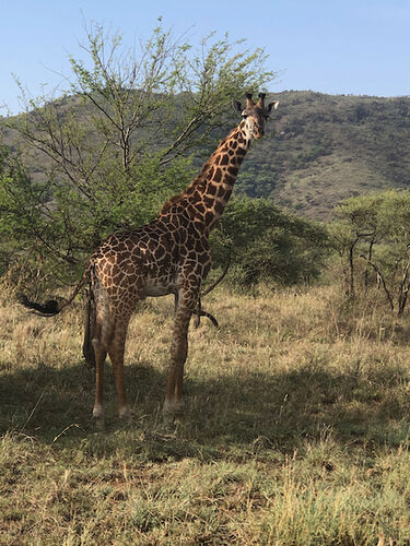 un safari avec KIMGONI - Nicolas-N