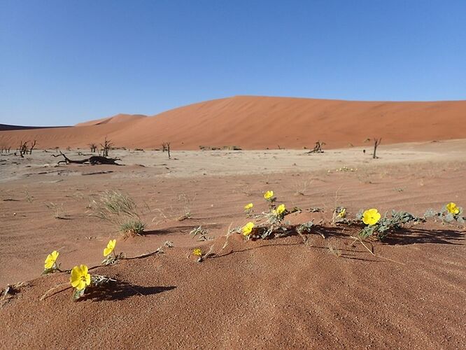 Re: Namibie - 15 jours en octobre 2018 - pascal41lc