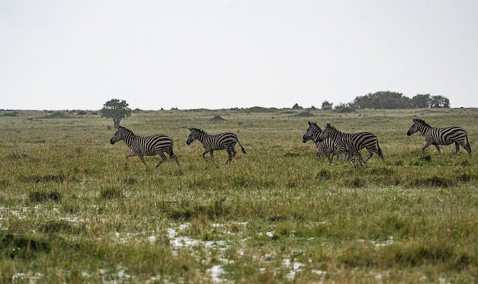 Re: Parenthèse enchantée au Masaï Mara chez Melting Pot Safaris - Mattsupertramp