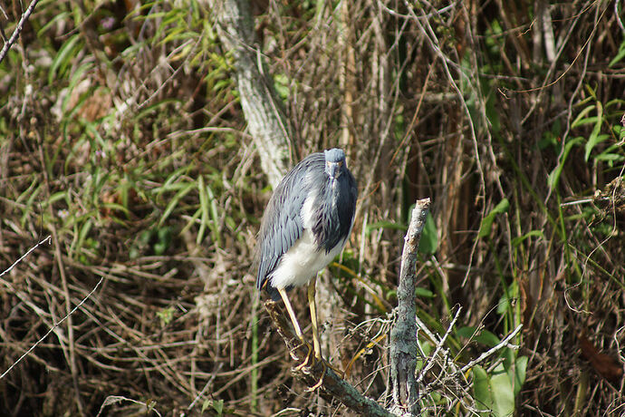 Découverte de le FLORIDE - Les KEYS & Les EVERGLADES - cartesien