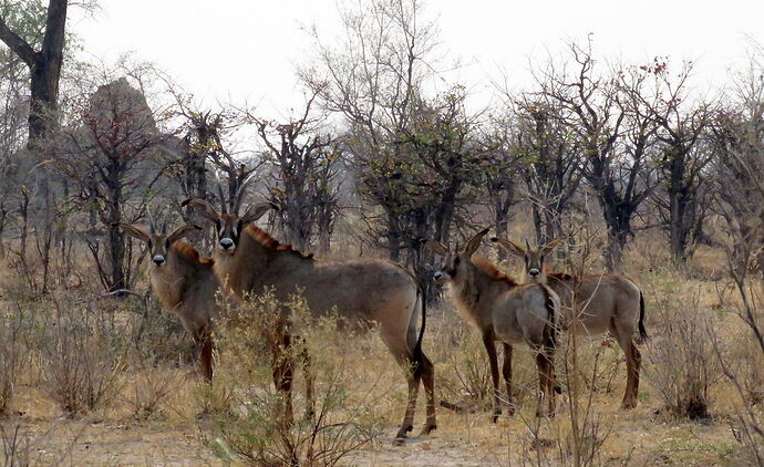 Re: NAMBOTSVIC Namibie- Botswana- Victoria Falls, 3 semaines magiques - PATOUTAILLE