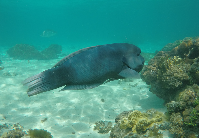 Randonnées et détente au plus près de la nature: 5 jours sur Lord Howe Island - exploringpaw