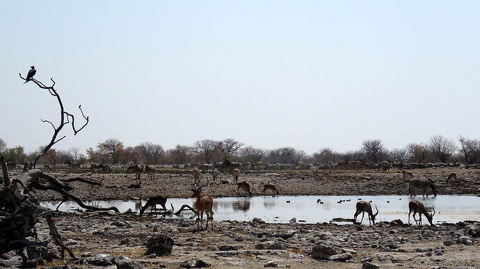 Re: NAMBOTSVIC Namibie- Botswana- Victoria Falls, 3 semaines magiques - PATOUTAILLE