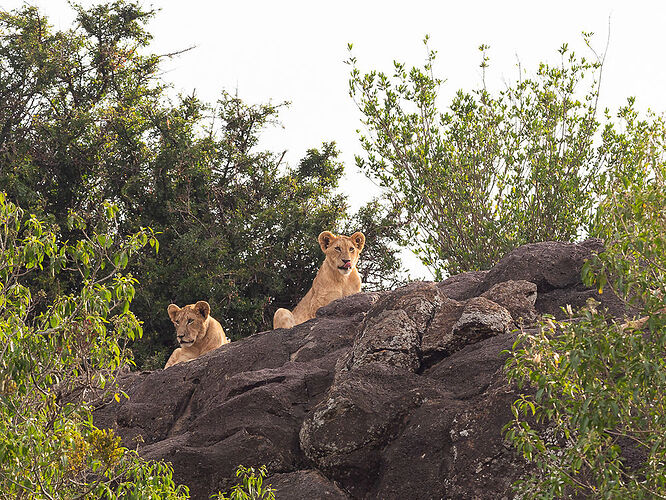 Re: Kenya juillet 2021 un nouveau safari de Samburu au Massai Mara en passant par Meru et Aberdare NP - Karen56