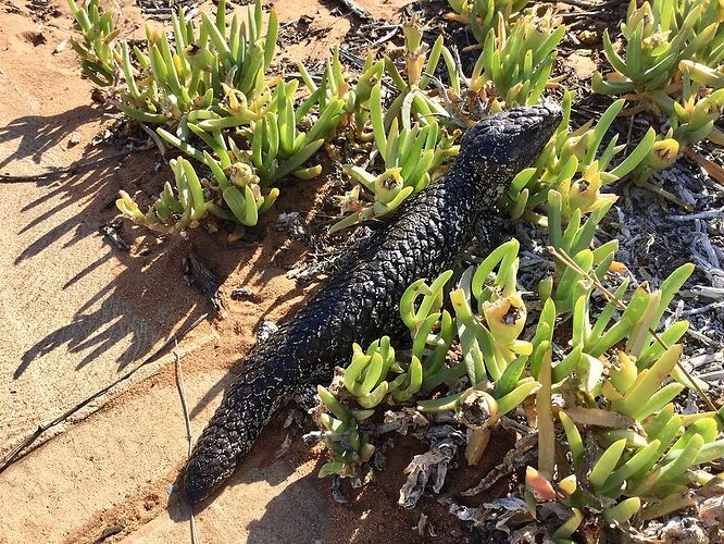 Re: Australie 2017, Côte Ouest de Broome à Perth - PATOUTAILLE