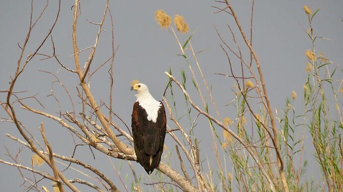 Re: NAMBOTSVIC Namibie- Botswana- Victoria Falls, 3 semaines magiques - PATOUTAILLE