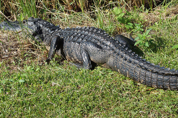 Découverte de le FLORIDE - Les KEYS & Les EVERGLADES - cartesien