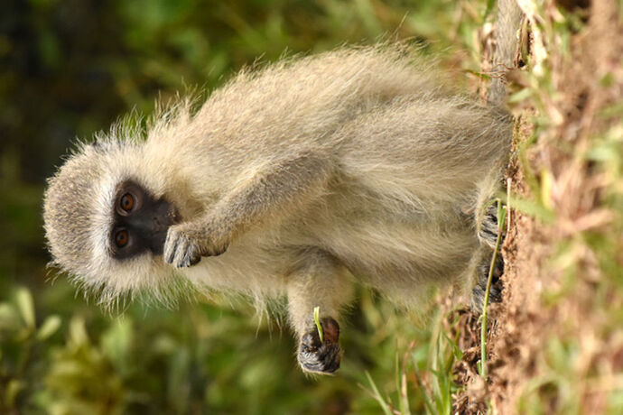 Re: Au paradis ! Compte rendu d'un voyage de 2 petites semaines en Afrique du Sud - L-argonnais Re: Au paradis ! Compte rendu d'un voyage de 2 petites semaines en Afrique du Sud - L-argonnais
