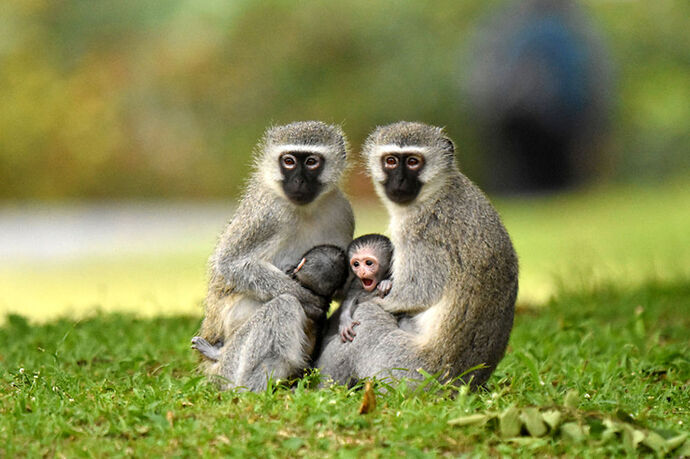Re: Au paradis ! Compte rendu d'un voyage de 2 petites semaines en Afrique du Sud - L-argonnais Re: Au paradis ! Compte rendu d'un voyage de 2 petites semaines en Afrique du Sud - L-argonnais