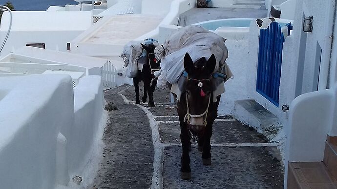 Les Cyclades en janvier : Santorin, Naxos, Paros, Antiparos - doume54