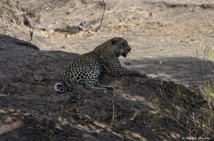 Retour de notre voyage en Afrique du Sud, 16 jours en septembre 2016. - Nicole33