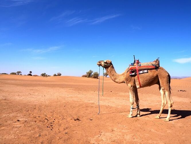 Re: 1 semaine Maroc entre sœurs - Marrakech et trek 3 jours dans le Sahara -  - louloucoco13