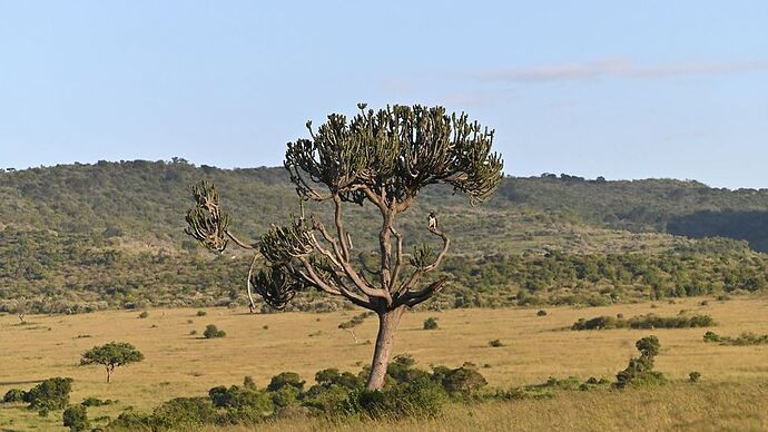 Re: Au coeur du Kenya ; le Kenya dans le coeur - Jmarc71