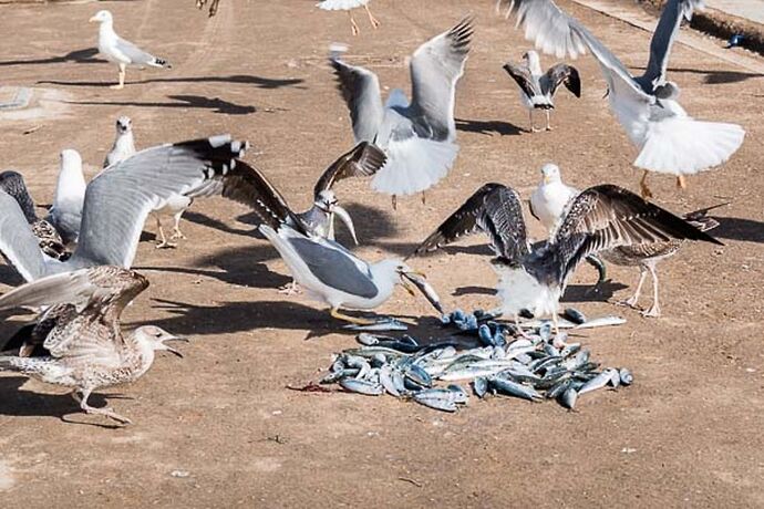 5 jours à Essaouira, une des perles de l'Atlantique, récit et photos - Sonia-Fatima Chaoui