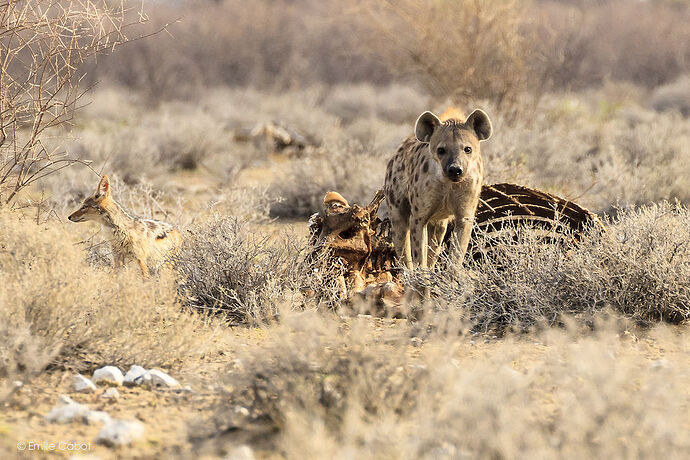 Dernier jour à Etosha - Millie