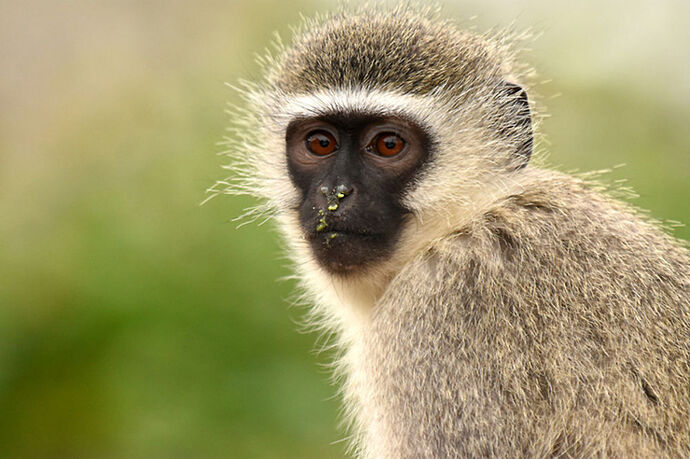 Re: Au paradis ! Compte rendu d'un voyage de 2 petites semaines en Afrique du Sud - L-argonnais Re: Au paradis ! Compte rendu d'un voyage de 2 petites semaines en Afrique du Sud - L-argonnais