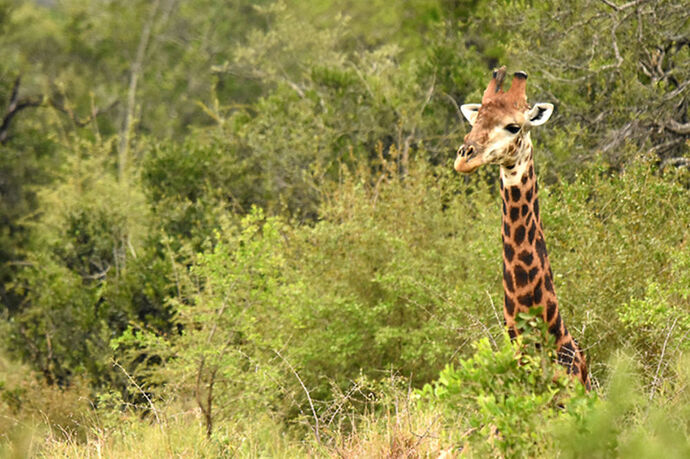 Re: Au paradis ! Compte rendu d'un voyage de 2 petites semaines en Afrique du Sud - L-argonnais Re: Au paradis ! Compte rendu d'un voyage de 2 petites semaines en Afrique du Sud - L-argonnais