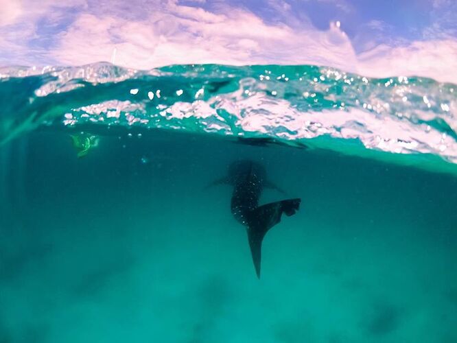 Les Requins - Baleine Observables toute l'année aux Maldives - Philomaldives Guide Safaris