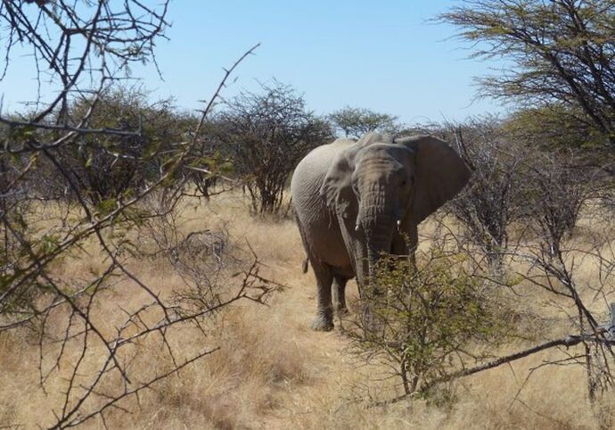 Re: 3 fabuleuses semaines Namibiennes- juillet 2021 - Patbillvoyage