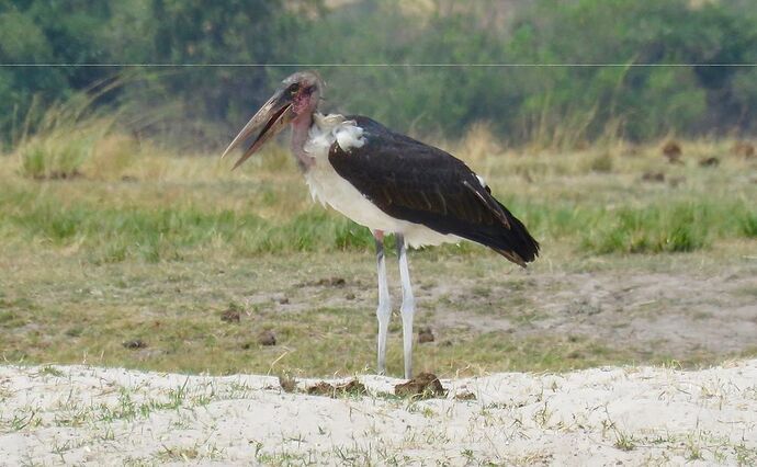 Re: NAMBOTSVIC Namibie- Botswana- Victoria Falls, 3 semaines magiques - PATOUTAILLE