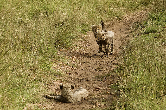 9 jours au coeur du Masai Mara : « Looking for Imani » - malamille