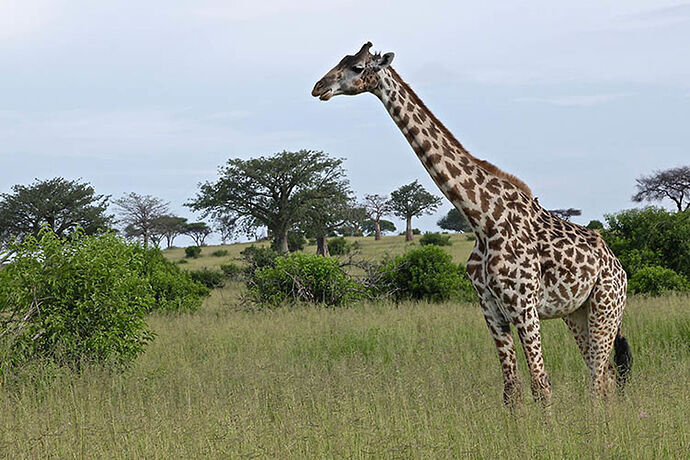 Re: Safari cet été en Tanzanie. Vous annulez? Covid19 - puma