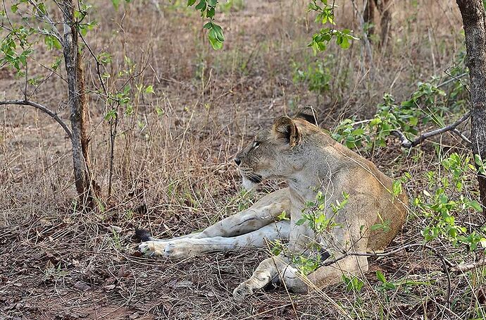 Re: A Sélous & Ruaha, pour le plaisir . - puma