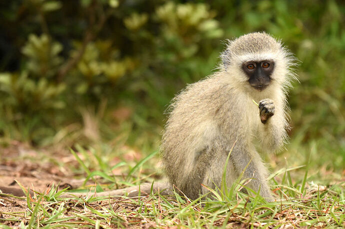 Re: Au paradis ! Compte rendu d'un voyage de 2 petites semaines en Afrique du Sud - L-argonnais Re: Au paradis ! Compte rendu d'un voyage de 2 petites semaines en Afrique du Sud - L-argonnais