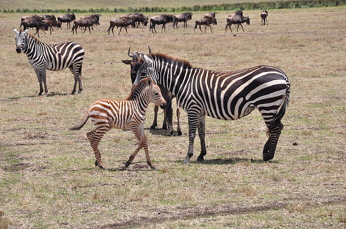 Re: Retour d'expérience Safari Gate to Zion - Mtabazi en Tanzanie - Nicolas-Monami