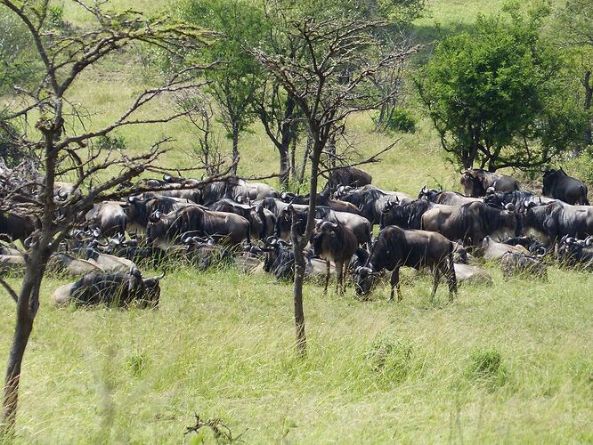 Re: Retour d'expérience Safari Gate to Zion - Mtabazi en Tanzanie - MarieSteph