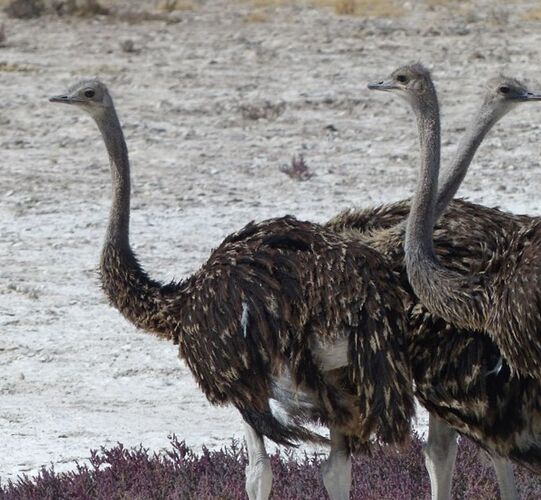 Re: 3 fabuleuses semaines Namibiennes- juillet 2021 - Patbillvoyage