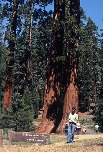 Re: Combien de jours nous conseillez-vous de passer à Sequoias national park ? - yensabai