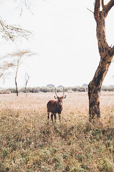 Safari à pied et à vélo au Kénya  - Itsme-stupid