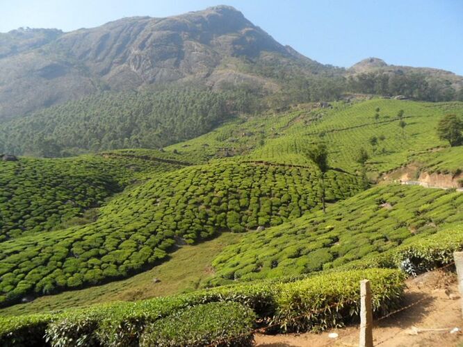 Oui, Munnar est incontournable ... - quinqua voyageuse