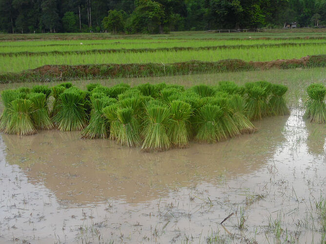 17 jours dans le sud du Laos - breizh da viken