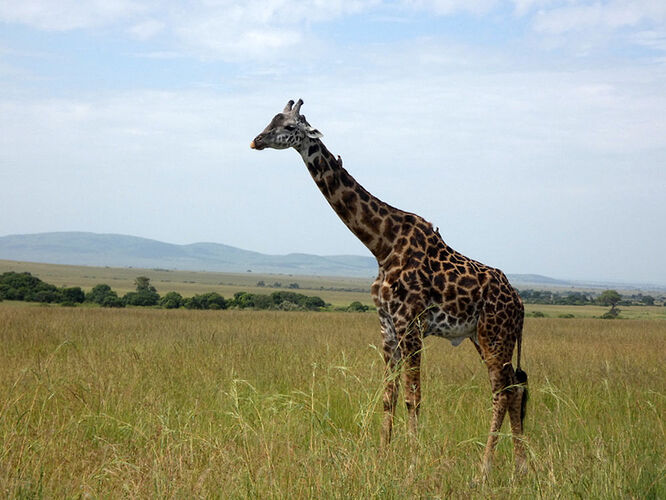 Re: Waltz Tours Safaris au Kenya - Sarah-Allard