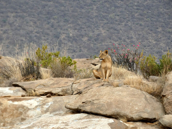 Re: Waltz Tours Safaris au Kenya - Sarah-Allard