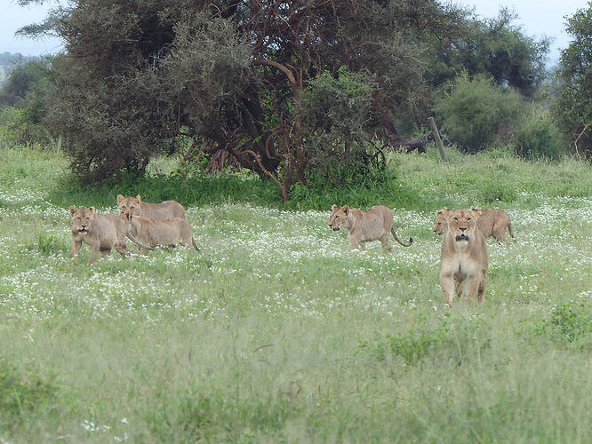 Re: Waltz Tours Safaris au Kenya - Red21