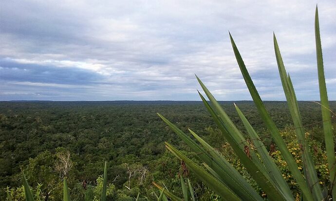 El Mirador - Guatemala - Trek pour monter sur la plus haute pyramide maya - Charlotte-Cha3